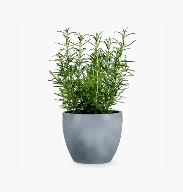 product-image-5_optimized Faucibus Interdum